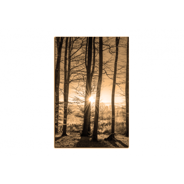 Obraz na plátně - Podzimní ráno v lese - obdélník
